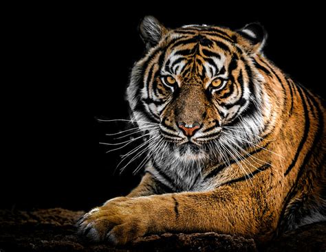 animal pictures.